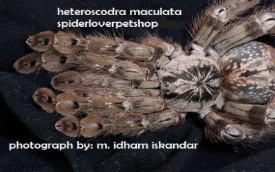 heteroscodra maculata sling unsex tarantula